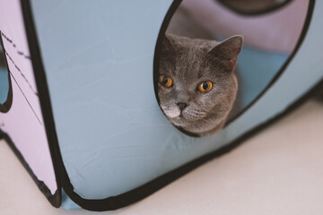 Cute gray fat British shorthair pet cat. He eats a little too much cat food and needs to consider a...
