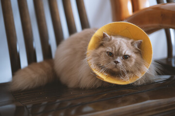 The cute yellow fat British long-haired pet cat suffered from skin diseases because of not paying...