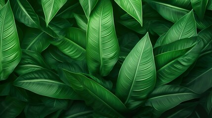 An expanse of richly textured tropical leaves creating a calming, natural backdrop
