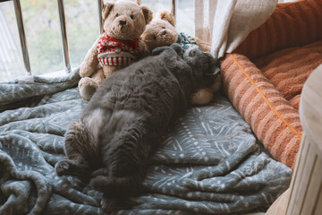 The cute gray and slightly obese British shorthair cat sleeps in the pet cat nest and occasionally...