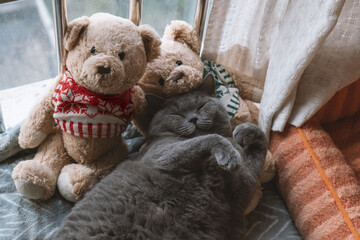 The cute gray and slightly obese British shorthair cat sleeps in the pet cat nest and occasionally sleeps on the cat climbing frame, showing various funny sleeping positions.