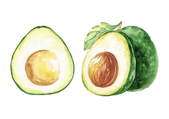 Avocado hand drawn food watercolour illustration 
