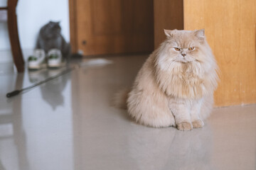 The cute gray British shorthair pet fat cat and the yellow British longhair cat are a pair of good...