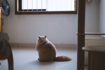 Cute yellow fat British long-haired cat. It is very curious about everything. It is as active and...