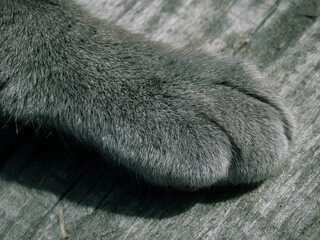 Close-up of a gray British cat's paw on a wooden background.