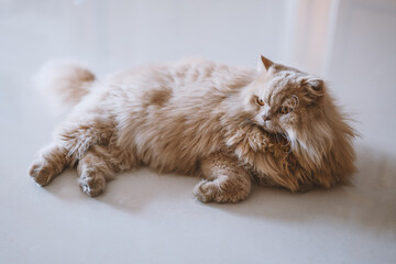 The cute yellow fat British long-haired pet cat found a small insect, his eyes became sharp, and he...