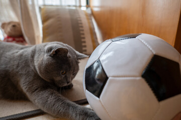 The cute gray British short-haired fat cat is planning to lose weight, practice playing football,...