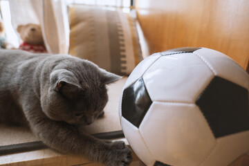 The cute gray British short-haired fat cat is planning to lose weight, practice playing football,...