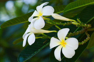 Close-Up Of Fresh Blooming White Frangipani Flowers Amidst Leaves With A Blurred Bokeh Background
