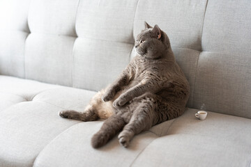 The Adorable, Plump Gray British Shorthair Cat is Sleeping Comfortably in a Warm Cat Bed, Waking Up...