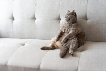 The cute gray fat British shorthair cat is sleeping on a warm and comfortable pet sofa bed. The sun...