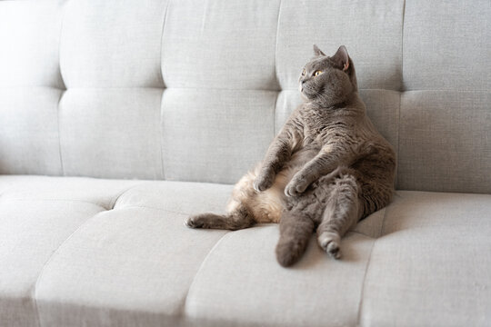 The cute gray fat British shorthair cat is sleeping on a warm and comfortable pet sofa bed. The sun shines through the window. It enjoys the tranquility and effectively relieves a lot of work stress. - Powered by Adobe