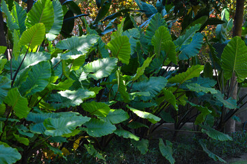 Natural Beauty Of The Broad Leaves Of Elephant Ears Plants Planted In Rows In The Garden
