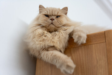 Obraz premium A cute cream-colored British longhair kitten, who loves to play and sleep on its owner's work desk and chair, treating them as its own cat tree and cat bed. With its fuzzy fur, curious big eyes
