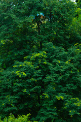 Portrait View Dense Natural Green Foliage Of Tall Schleichera Oleosa Trees In The Midst Of Rural Fields