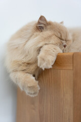 A cute cream-colored British longhair kitten, who loves to play and sleep on its owner's work desk...