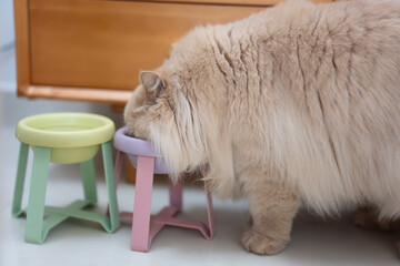 The cute yellowish British longhair cat was eating the cat food that its owner had just added to...