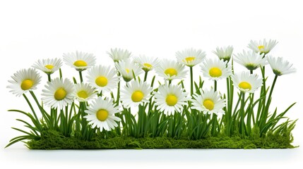 A cheerful and clean image of white daisies with vibrant green grass on a pure white background, full of simplicity and freshness