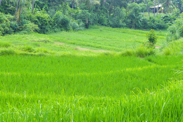 The View Of Village Rice Fields Where Only A Portion Can Be Planted With Rice Due To The Lack Of Irrigation Water, Ringdikit, Buleleng, Bali, Indonesia