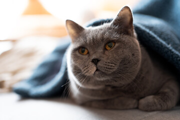 A chubby, big-faced, blue-gray British shorthair cat is resting on its owner's bed. Its big eyes show its fondness for the blue blanket-quilt, and the sunlight streaming through the window warms 