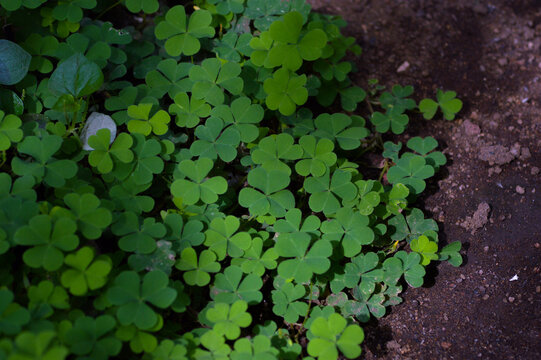 Top View Of Small-Leafed Clover Fern Plants Growing Wild On The Soil In The Backyard