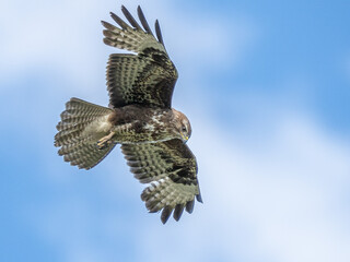 Nahaufnahme eines Mäusebussards (Buteo buteo) im Flug