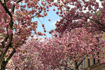 blühende kirschbäume in der stadt