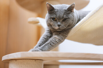big-faced, blue-gray British shorthair cat who loves to play and sleep on its cat tree. Upon waking...