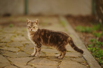 Grey fluffy cat walk in summer garden.