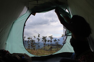 Camping in wax palms