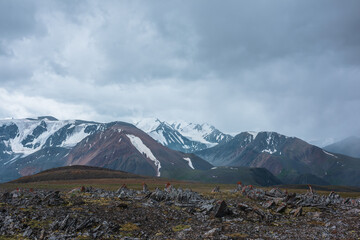 Dramatic alpine view from sharp rocks among mosses and grasses to large mountain range with snow-capped pinnacle in gray cloudy sky. Atmospheric silhouettes of big snowy mountains in rainy weather.