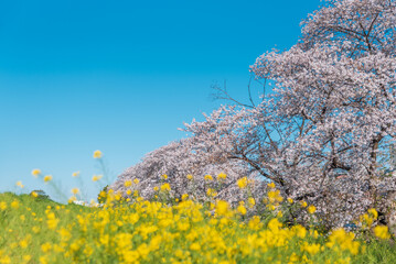 熊谷桜堤の菜の花と桜