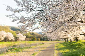 夕日に照らされる満開のこだま千本桜