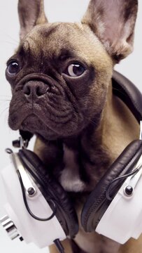 French bulldog puppy with headphones against a white background in vertical
