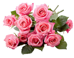 Set of beautiful pink roses in full bloom, with soft petals and green leaves, cut out