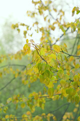 Aspen tree branches with spring young leaves, natural background. common aspen tree Populus tremula with new young foliage in spring season. Beautiful spring forest landscape.