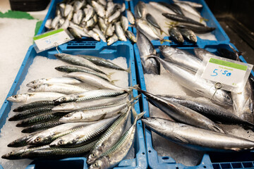 Raw Fresh mackerel fish in The Market. Scomber scombrus. Sale at the port fish market of freshly...
