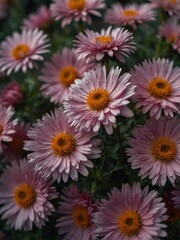 aster flowers close-up from Generative AI