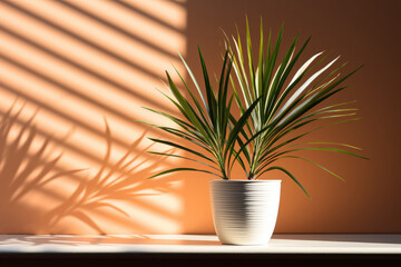 Indoor greenery: palm houseplants in pots against blank wall with copy space