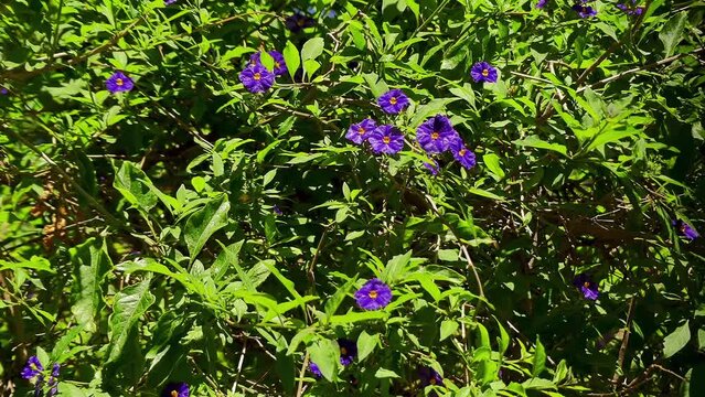 Lycianthes rantonnetii, blue potato bush or Paraguay nightshade is species of flowering plant in nightshade family Solanaceae, native to South America. All parts of plant are toxic to humans.