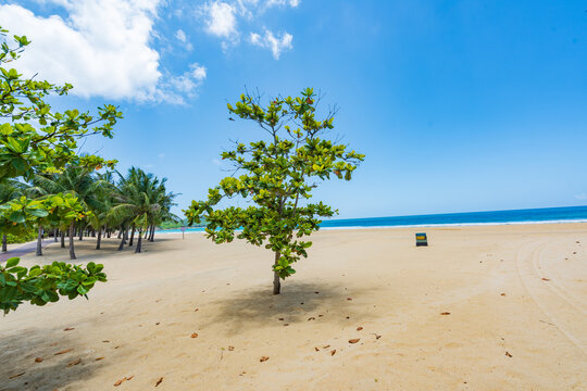 Coconut tree style on summer beach at Daidai Island, Lingshui, Hainan, China