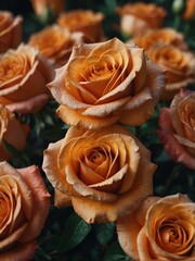 orange rose flowers close-up from Generative AI