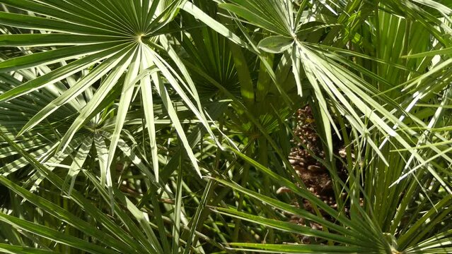 Chamaerops is a genus of flowering plants in the palm family Arecaceae. Only currently fully accepted species is Chamaerops humilis, variously called European fan palm, or Mediterranean dwarf palm.