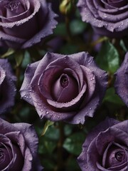purple rose flowers close-up from Generative AI