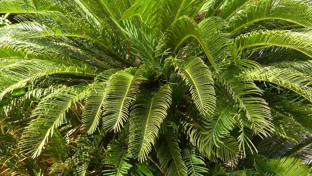 Cycas revoluta (sago palm, king sago, sago cycad, Japanese sago palm), is a species of gymnosperm in the family Cycadaceae, native to southern Japan including the Ryukyu Islands.