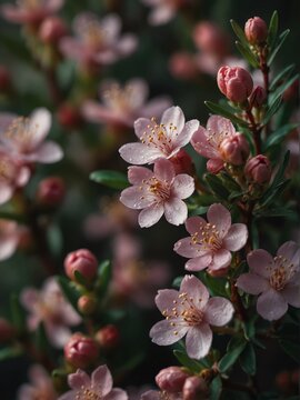 waxflower flowers close-up from Generative AI