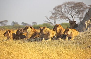 The lion, majestic and powerful, roams the savanna with its golden mane flowing in the wind. - obrazy, fototapety, plakaty