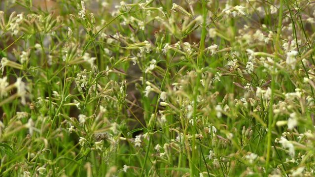 Silene nutans is a flowering plant in the genus Silene, most commonly known as Nottingham catchfly. Silene nutans is a diploid, mainly outcrossing, herbaceous, perennial plant.