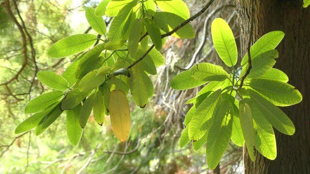Rhododendron hemsleyanum is rhododendron species native to Mount Emei in Sichuan, China, where it grows at altitudes of 1200&ndash;1500 meters. It is shrub or small tree.
