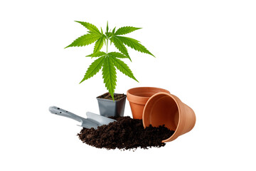 Young growing small cannabis plant, terracotta empty pots, black soil with humus and grey scoop isolated on white background.